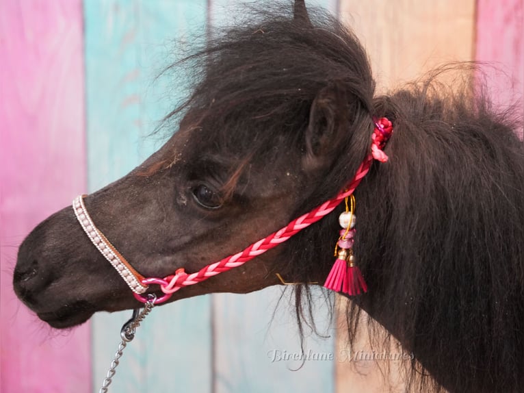 Pony Falabella Giumenta 2 Anni 74 cm  in kerry