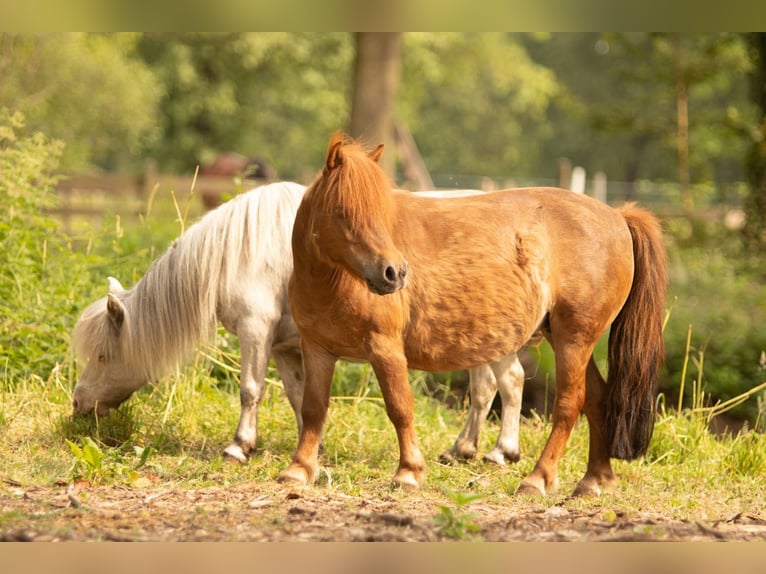 Pony Falabella Giumenta 2 Anni 80 cm Tobiano-tutti i colori in Liempde