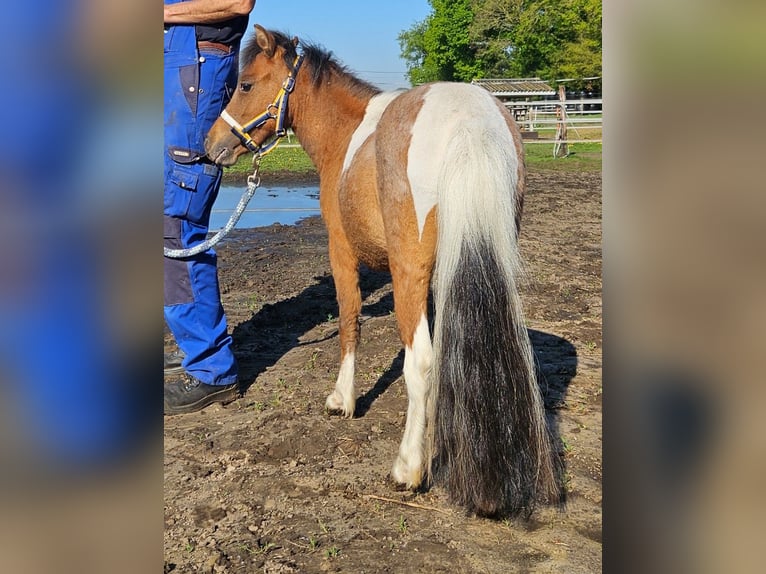 Pony Falabella Giumenta 2 Anni in Grobbendonk