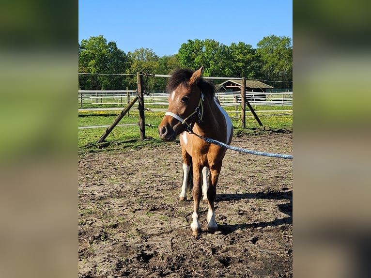 Pony Falabella Giumenta 2 Anni in Grobbendonk