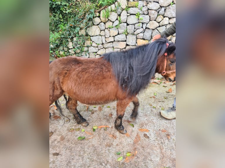 Pony Falabella Mix Giumenta 4 Anni 80 cm Baio in Gragnabo