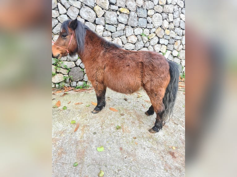 Pony,mini pony,miniature horses,pony falabella - Animali In vendita a Verona