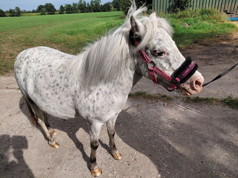 Pony Falabella Giumenta 7 Anni 98 cm Leopard in Kornhorn
