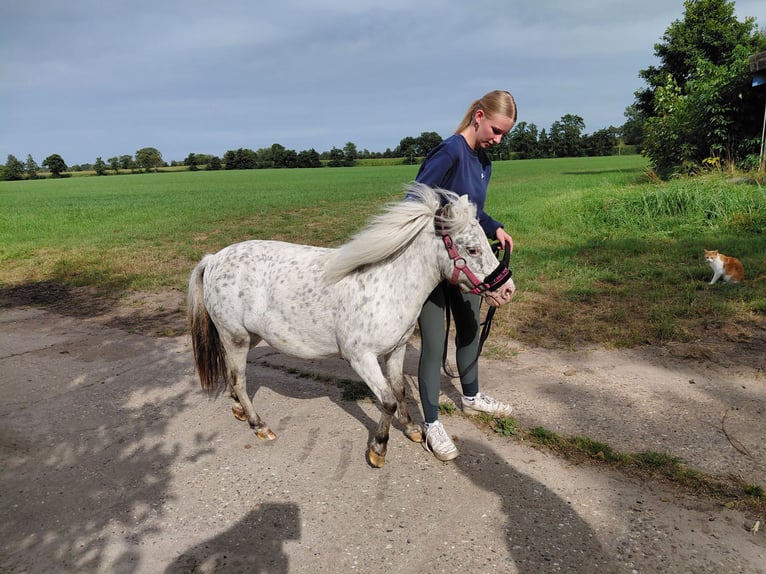 Pony Falabella Giumenta 7 Anni 98 cm Leopard in Kornhorn