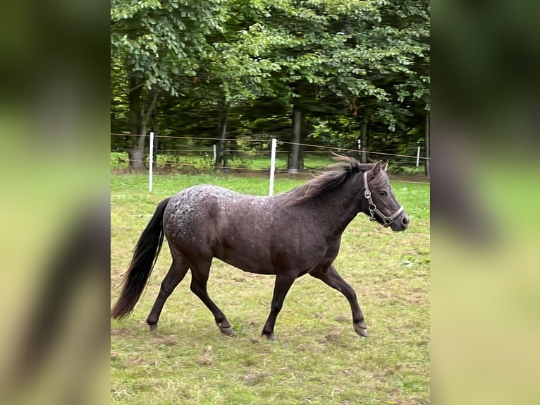 Pony Falabella Giumenta 7 Anni 98 cm Leopard in Kornhorn