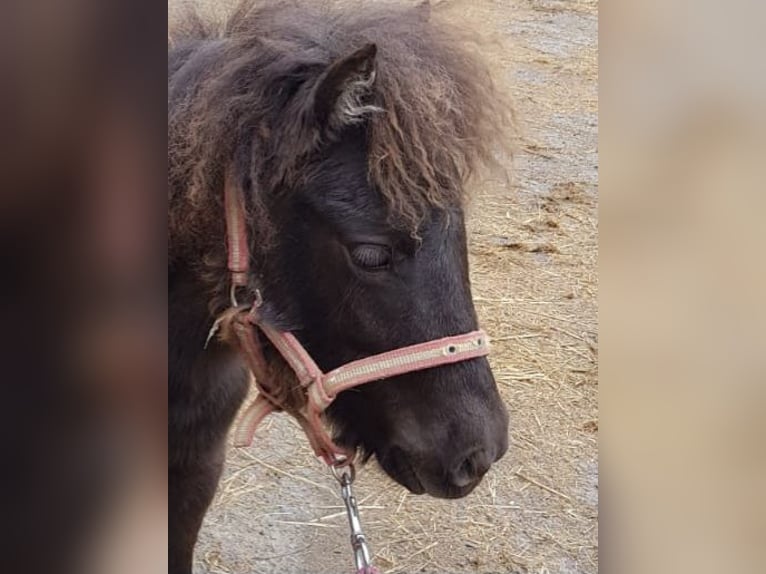 Pony Falabella Stallone 1 Anno 75 cm Baio scuro in Upgant-Schott