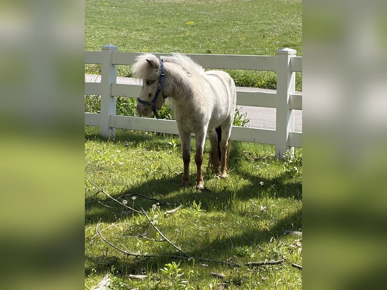 Pony Falabella Stallone 2 Anni 71 cm  in Middlefield