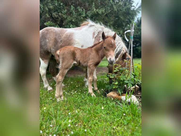Pony Falabella Stallone 2 Anni 77 cm Sauro in Kahla