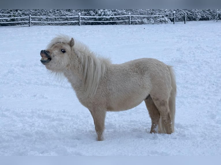 Pony Falabella Stallone 2 Anni 78 cm Palomino in Sint Nicolaasga