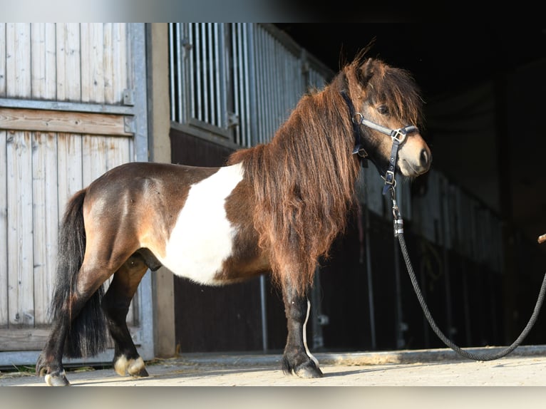 Pony Falabella Stallone 2 Anni 85 cm Pezzato in Geilenkirchen