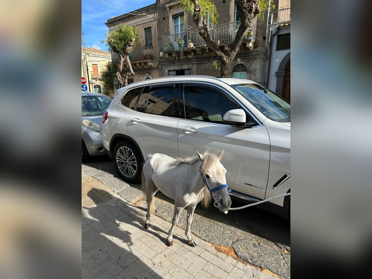 Pony Falabella Stallone 3 Anni 80 cm Grigio in Solarino