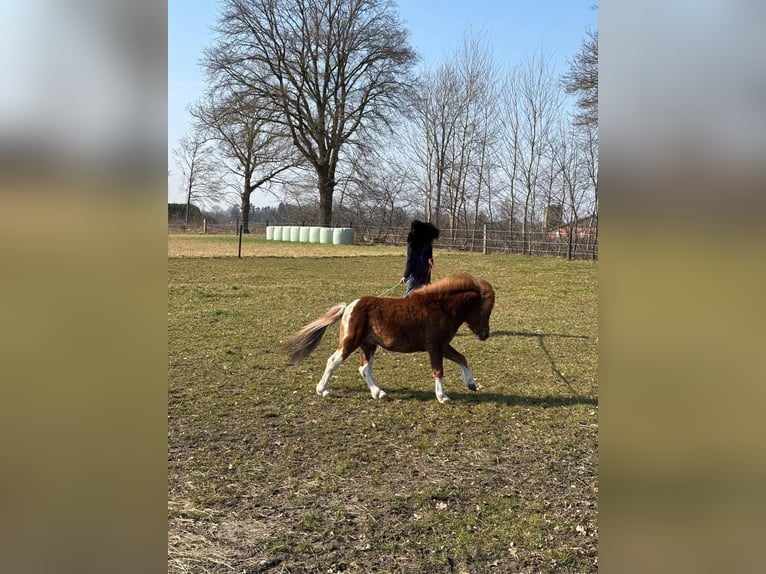 Pony Falabella Stallone 3 Anni Pezzato in Quendorf