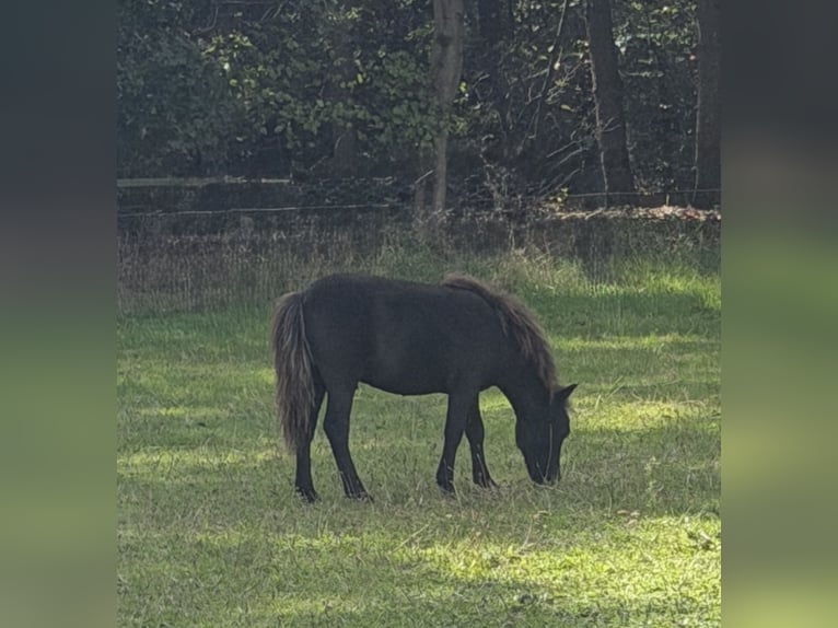 Pony Falabella Stallone Puledri (04/2026) 70 cm Morello in Nijverdal