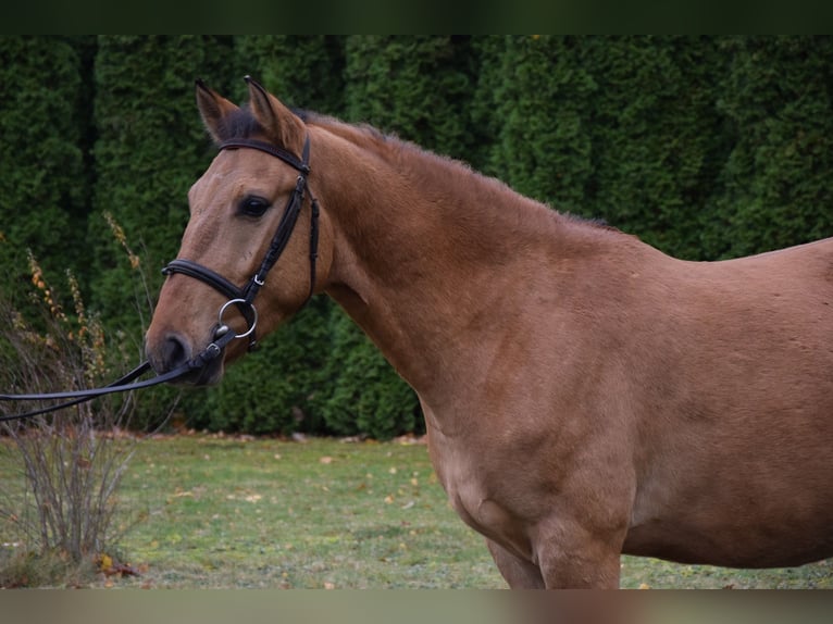 Pony Felinski Caballo castrado 3 años 147 cm Bayo in Che&#x142;mno