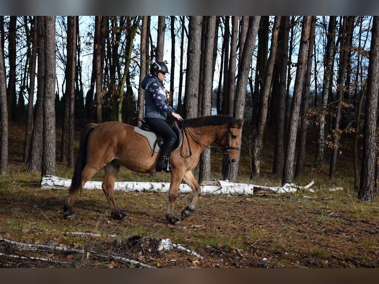 Pony Felinski Caballo castrado 3 años 147 cm Bayo in Che&#x142;mno