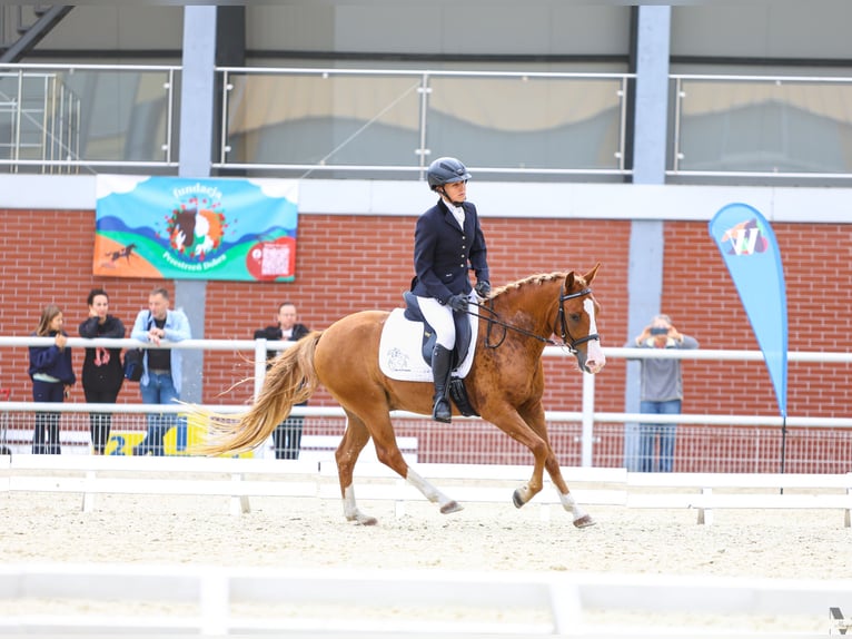 Pony Felinski Caballo castrado 4 años 144 cm Alazán in Leszno Dolne