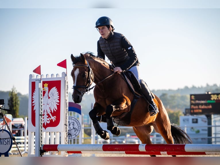 Pony Felinski Caballo castrado 4 años 144 cm Alazán in Leszno Dolne