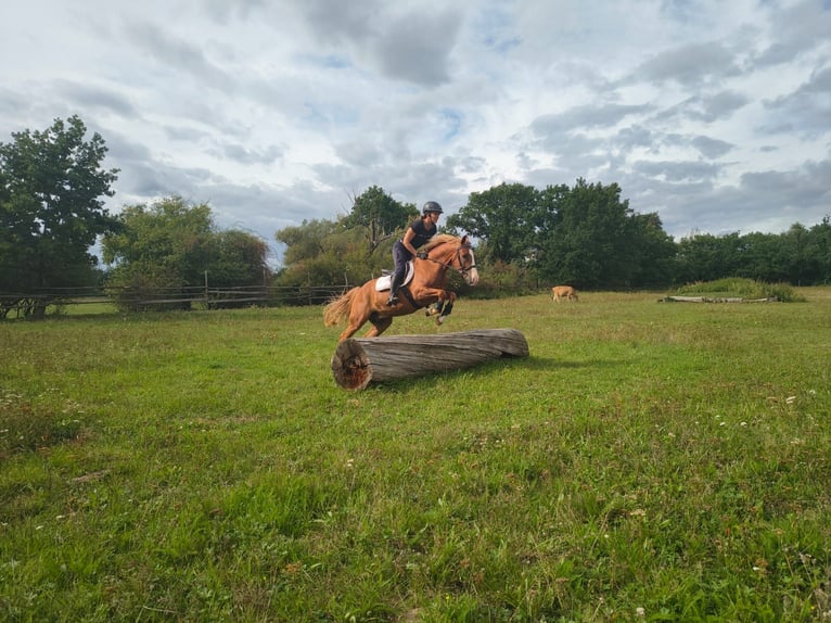 Pony Felinski Caballo castrado 4 años 144 cm Alazán in Leszno Dolne