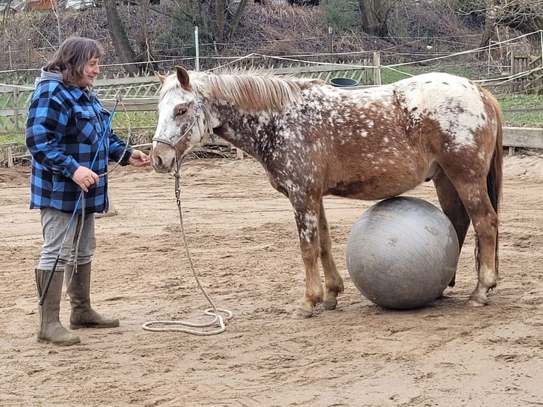 Pony Felinski Mestizo Caballo castrado 4 años 146 cm Atigrado/Moteado in Wilsdruff