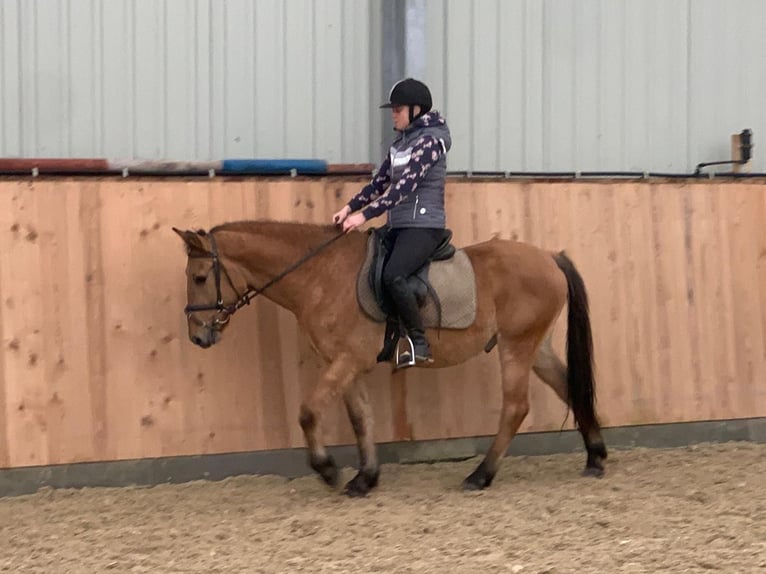 Pony Felinski Caballo castrado 4 años 147 cm Bayo in Chełmno