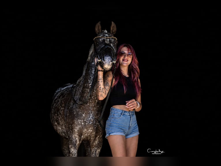 Pony Felinski Caballo castrado 5 años 142 cm Atigrado/Moteado in Poznań