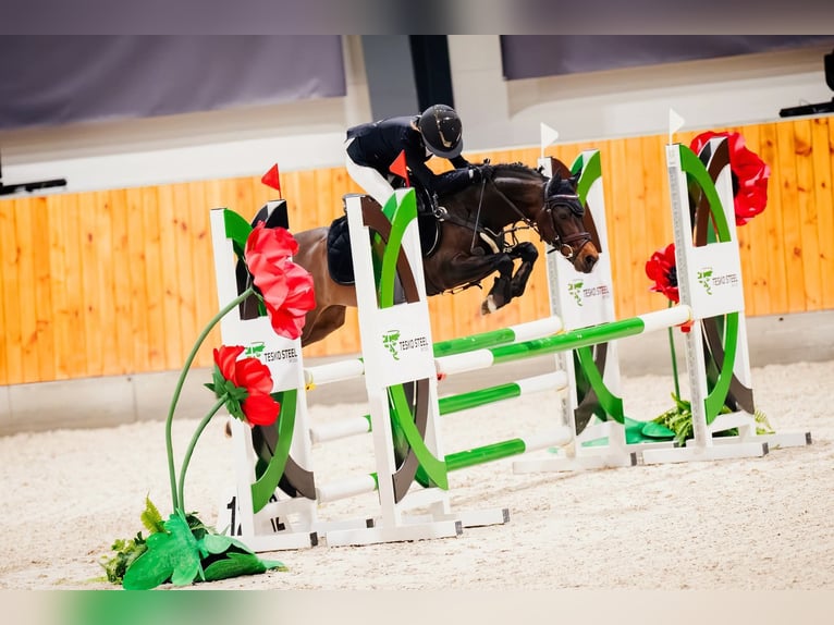 Pony Felinski Caballo castrado 8 años 128 cm Castaño in Stary W&#x119;gliniec