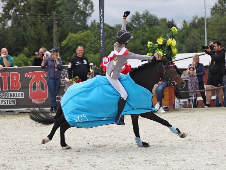Pony Felinski Caballo castrado 8 años 128 cm Castaño in Stary W&#x119;gliniec