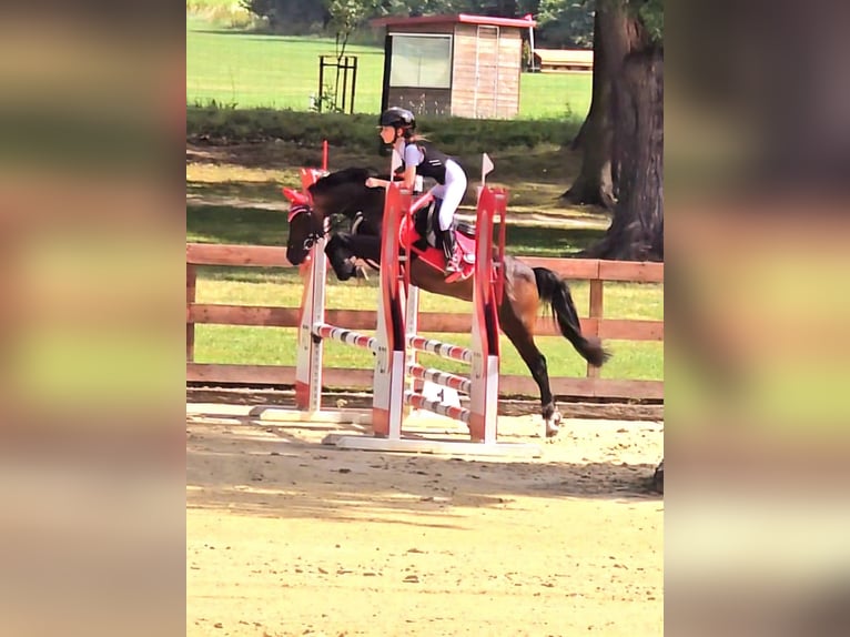 Pony Felinski Caballo castrado 8 años 128 cm Castaño in Stary W&#x119;gliniec