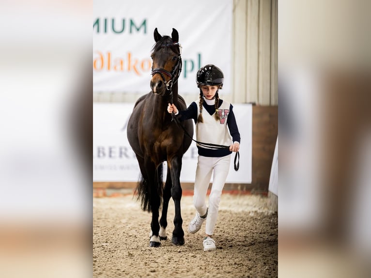 Pony Felinski Caballo castrado 8 años 128 cm Castaño in Stary W&#x119;gliniec