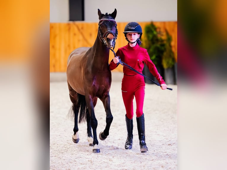 Pony Felinski Caballo castrado 8 años 128 cm Castaño in Stary W&#x119;gliniec