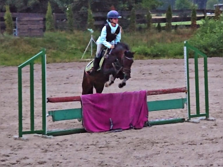 Pony Felinski Caballo castrado 8 años 128 cm Castaño in Stary W&#x119;gliniec