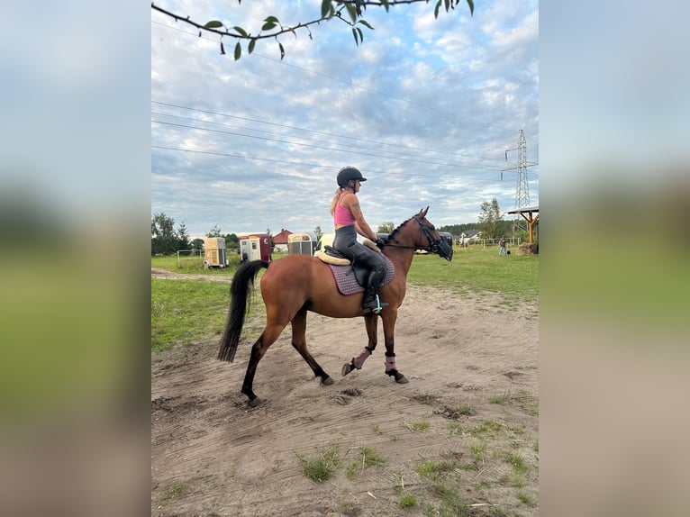 Pony Felinski Caballo castrado 8 años 141 cm Castaño in Toruń