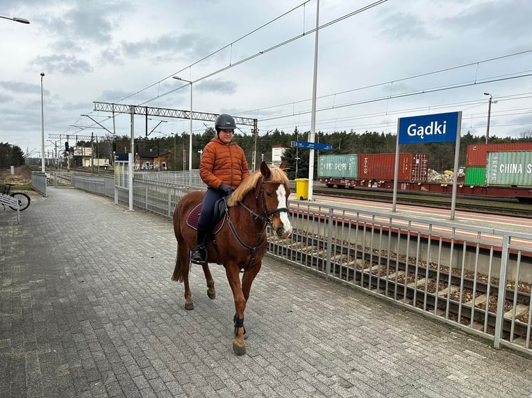 Pony Felinski Caballo castrado 8 años 148 cm Alazán in Szczytniki