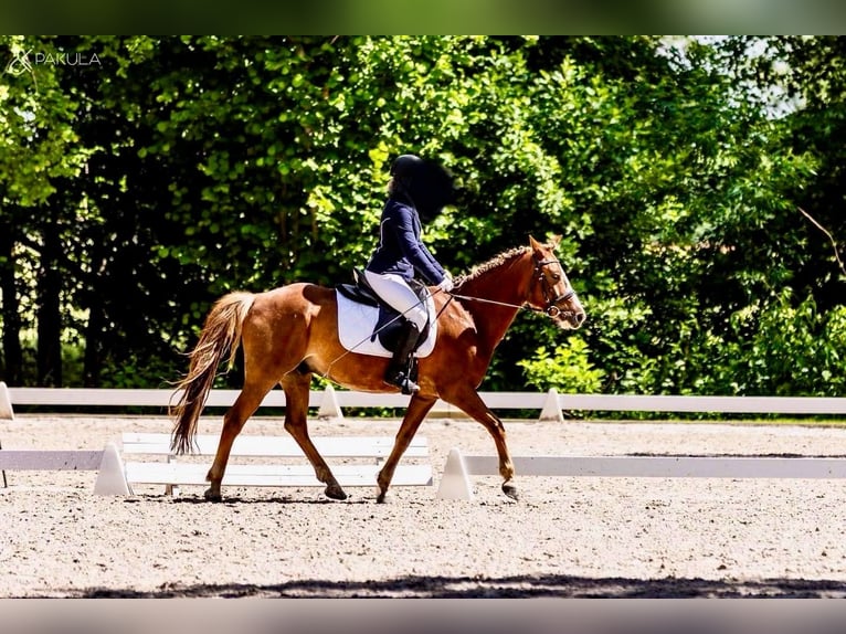 Pony Felinski Caballo castrado 8 años 148 cm Alazán in Szczytniki