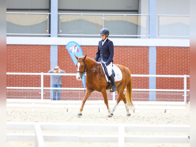 Pony Felinski Castrone 4 Anni 144 cm Sauro in Leszno Dolne