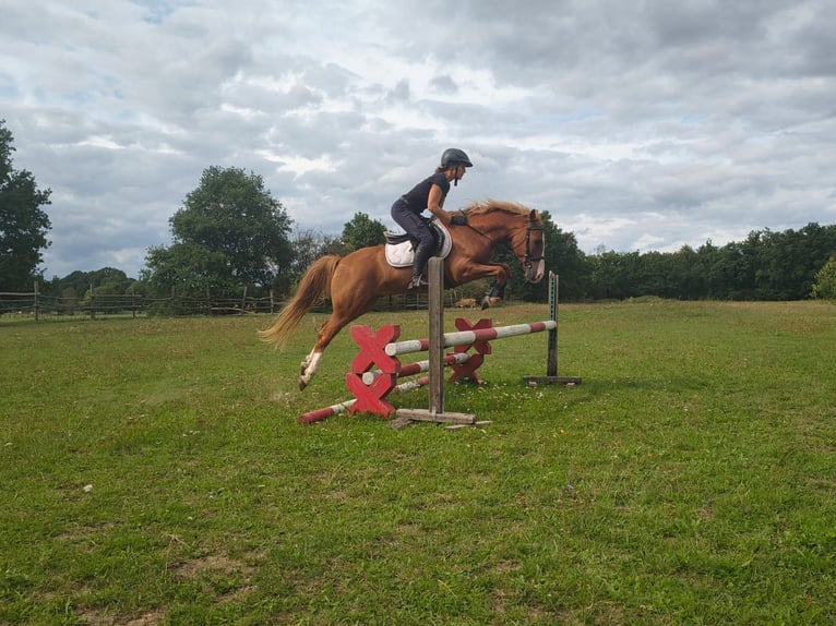 Pony Felinski Castrone 4 Anni 144 cm Sauro in Leszno Dolne
