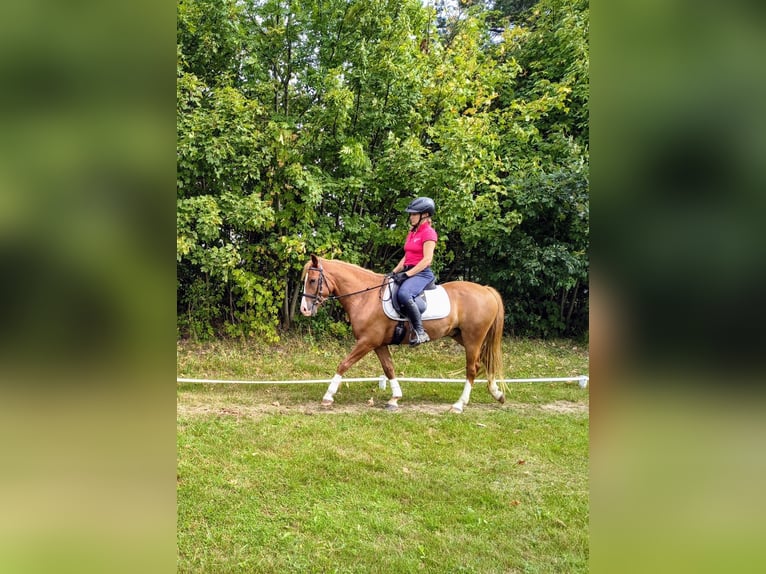 Pony Felinski Castrone 4 Anni 144 cm Sauro in Leszno Dolne
