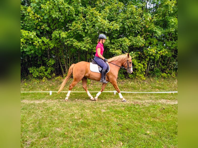 Pony Felinski Castrone 4 Anni 144 cm Sauro in Leszno Dolne