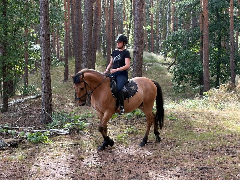 Pony Felinski Castrone 4 Anni 147 cm Falbo in Chełmno