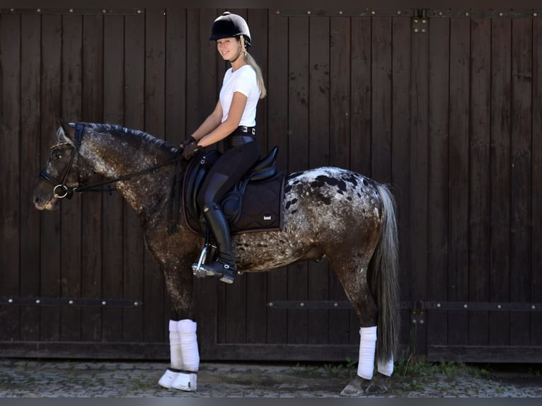 Pony Felinski Castrone 5 Anni 142 cm Leopard in Poznań