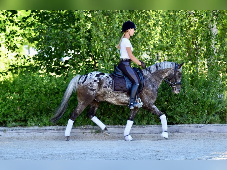 Pony Felinski Castrone 5 Anni 142 cm Leopard in Poznań