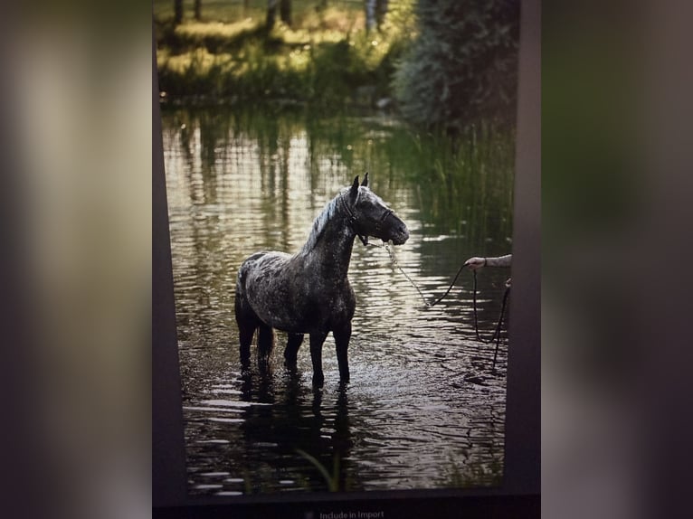 Pony Felinski Castrone 5 Anni 142 cm Leopard in Poznań