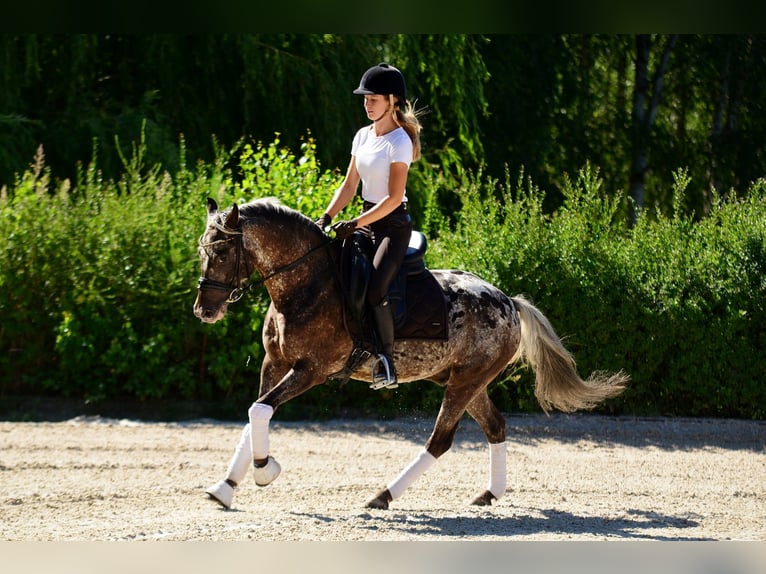 Pony Felinski Castrone 5 Anni 142 cm Leopard in Poznań