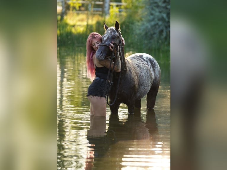 Pony Felinski Castrone 5 Anni 142 cm Leopard in Poznań