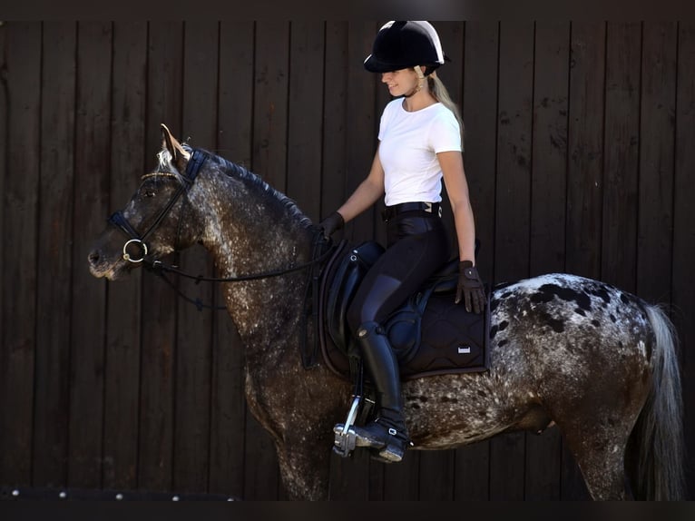 Pony Felinski Castrone 5 Anni 142 cm Leopard in Poznań