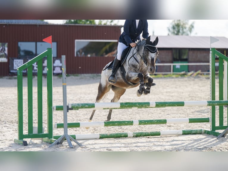 Pony Felinski Giumenta 8 Anni 138 cm Leopard in Lublin