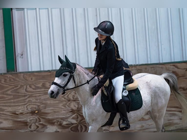 Pony Felinski Giumenta 8 Anni 145 cm Grigio in Zag&#xF3;r&#xF3;w