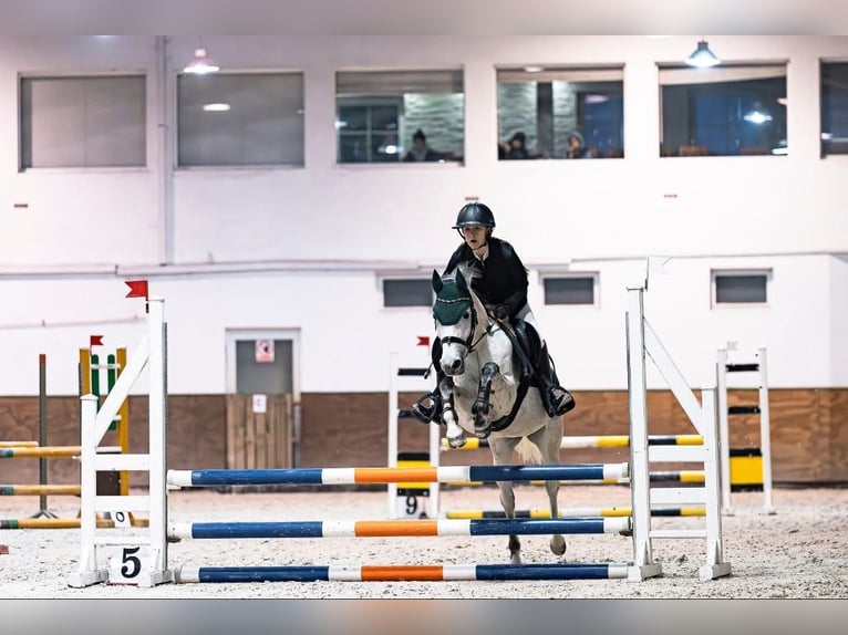 Pony Felinski Giumenta 9 Anni 145 cm Grigio in Zagórów