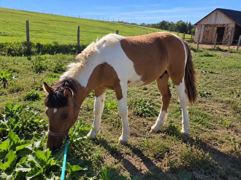 Pony Felinski Mix Stallone 1 Anno 130 cm Pezzato in Hrubieszów