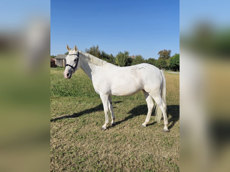 Pony Felinski Yegua 5 años 145 cm Atigrado/Moteado in Nowiny